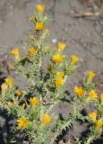 Scolymus hispanicus. Верхушка цветущего растения. Черногория, окрестности города Ульцинь. 08.07.2011.