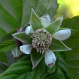 Rubus idaeus. Цветок. Свердловская обл., окр. г. Североуральск, обочина дороги в сосново-еловом лесу. 27.06.2011.