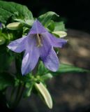 Campanula trachelium. Цветок. Воронежская обл., Павловский р-н, окр. с. Михайловка (Шипов лес). 18.06.2011.