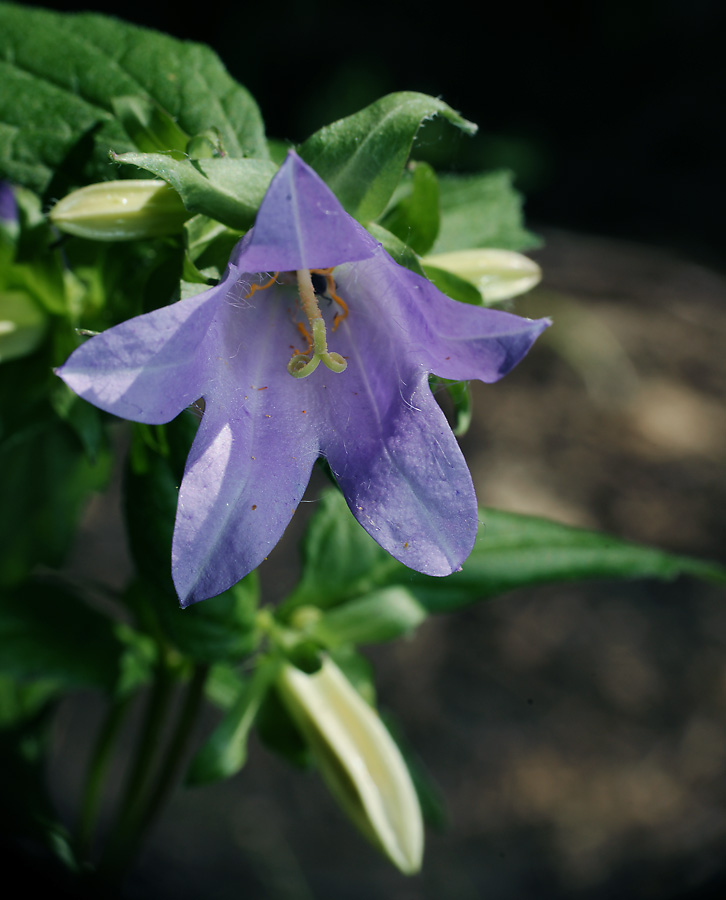 Изображение особи Campanula trachelium.