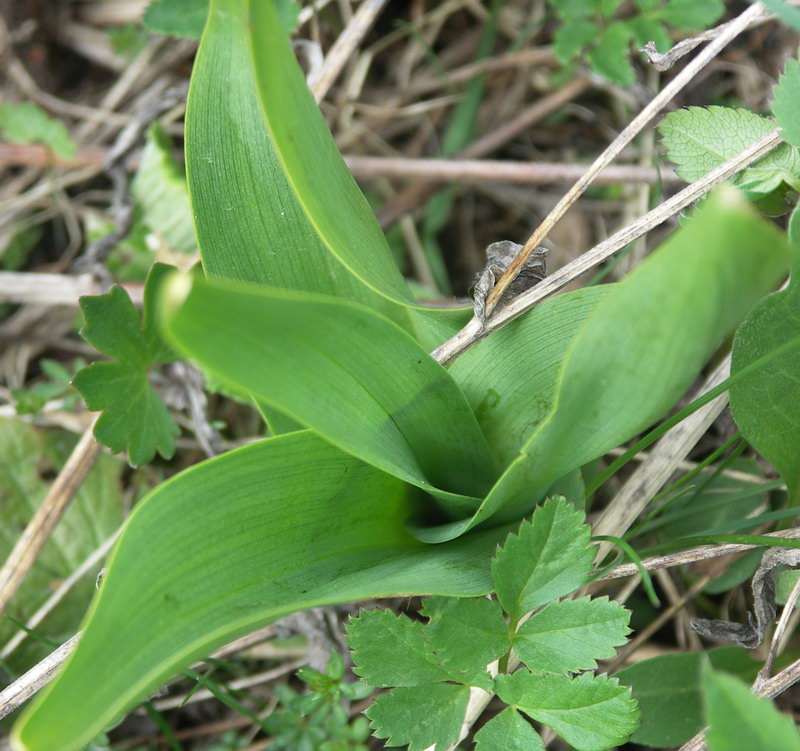 Image of Colchicum autumnale specimen.