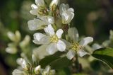 Amelanchier spicata