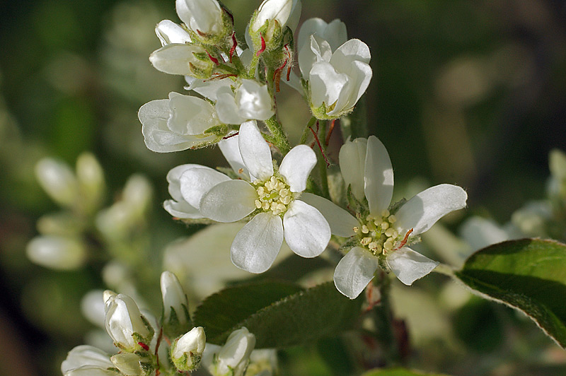 Image of Amelanchier spicata specimen.