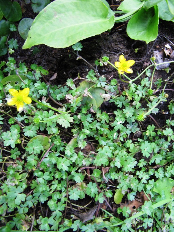 Image of Ranunculus gmelinii specimen.