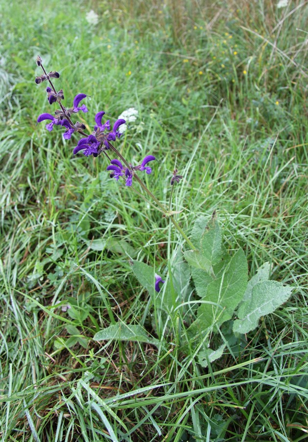 Изображение особи Salvia pratensis.