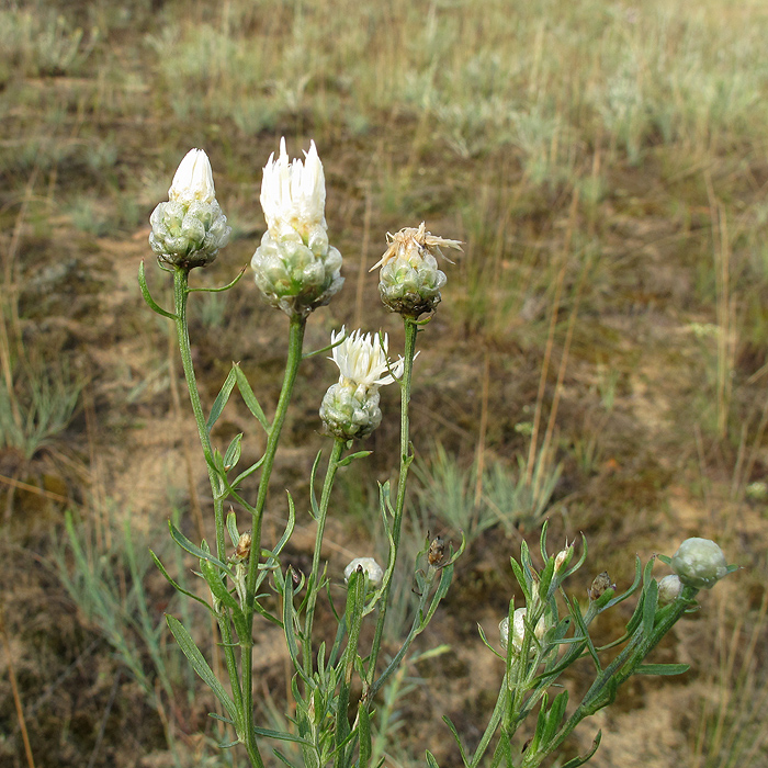 Изображение особи Centaurea protogerberi.