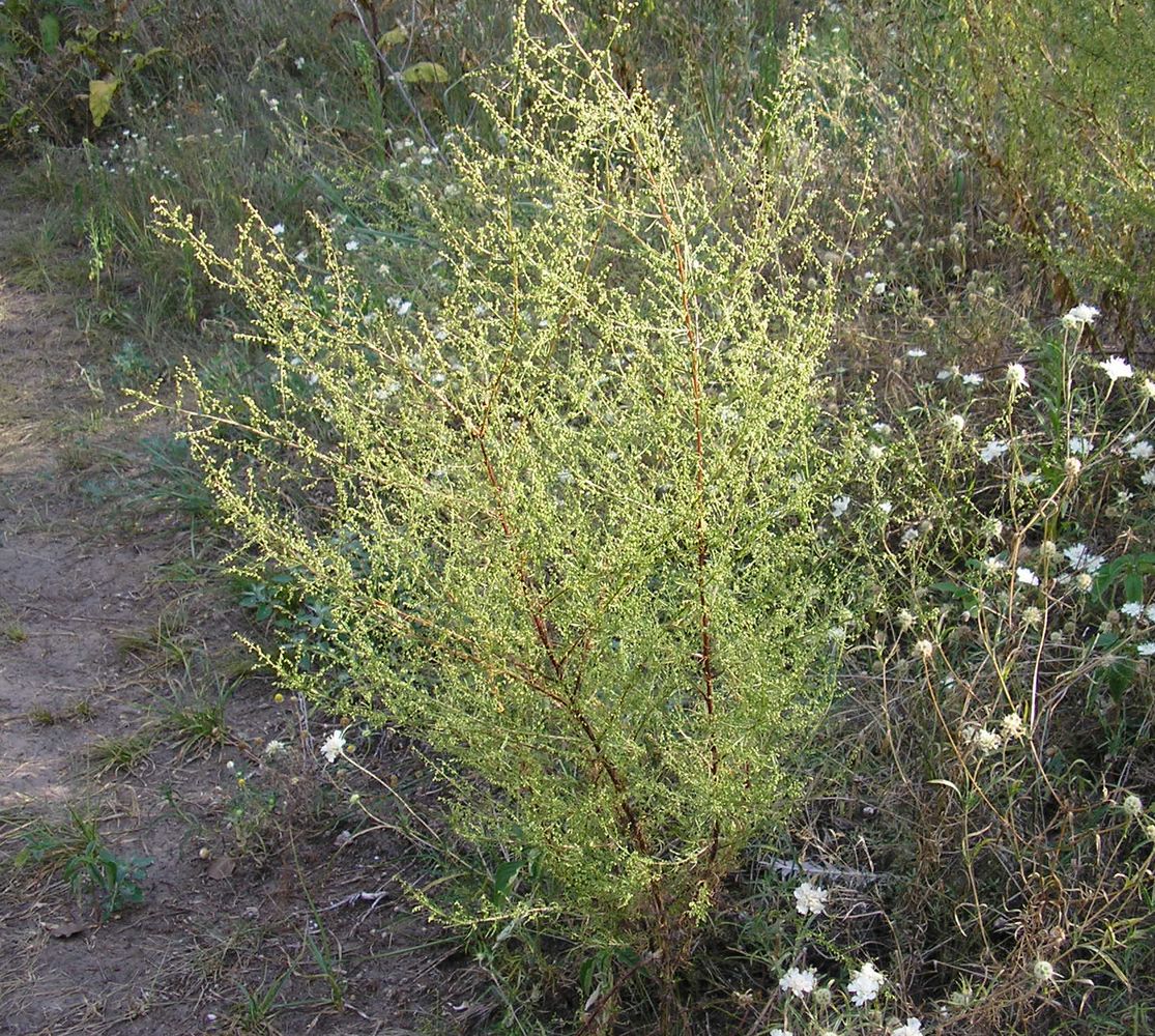 Изображение особи Artemisia scoparia.