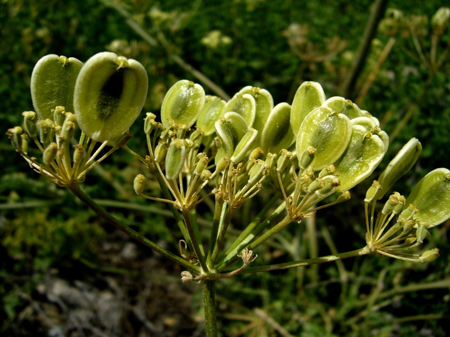 Image of Zosima absinthifolia specimen.