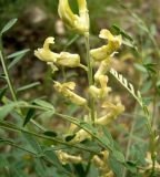 Goebelia pachycarpa. Соцветие. Копетдаг, Чули. Май 2011 г.