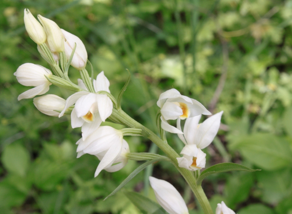 Image of Cephalanthera damasonium specimen.