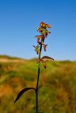 Rumex bucephalophorus