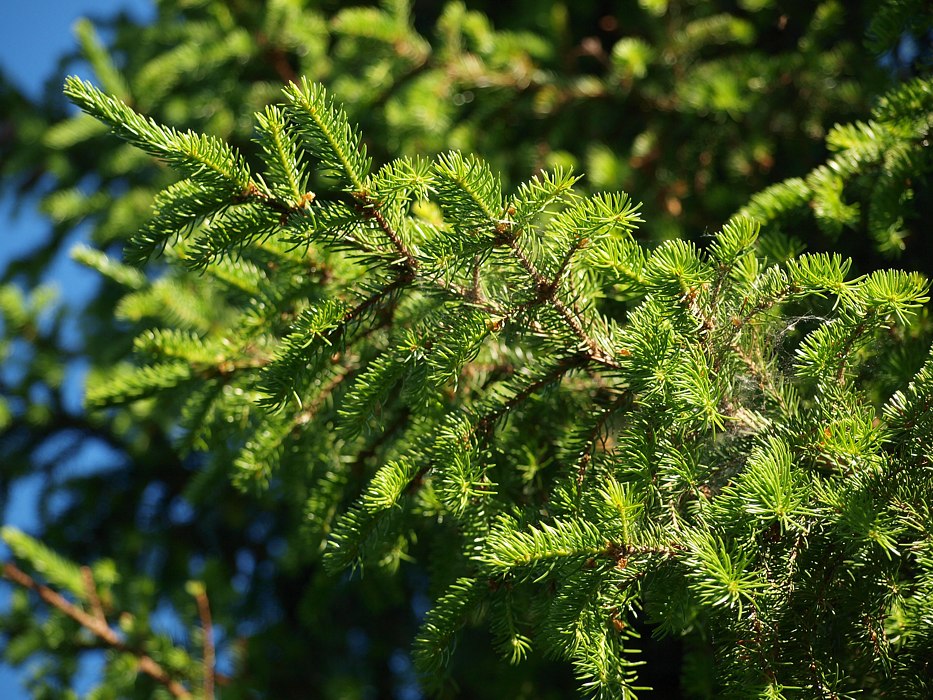 Image of Picea × fennica specimen.
