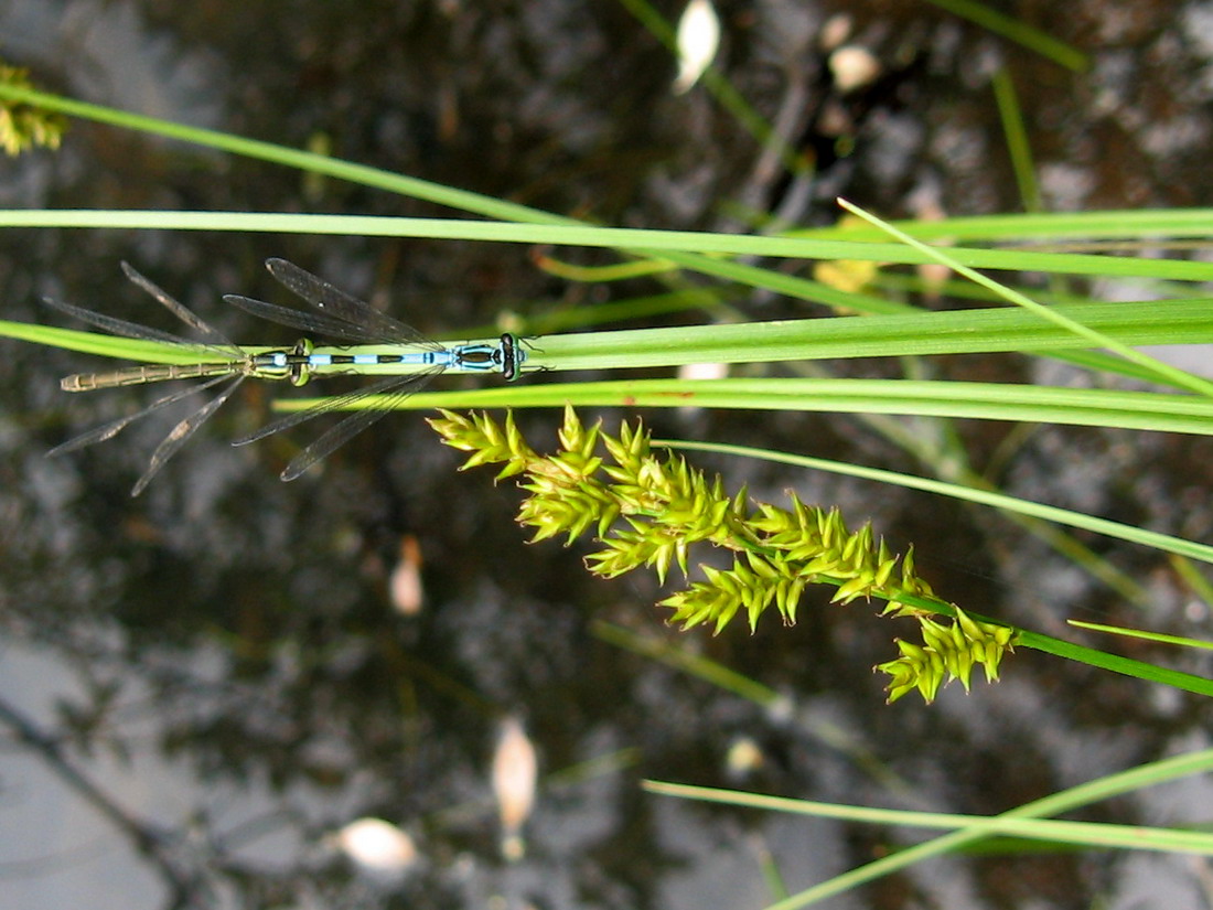 Изображение особи Carex elongata.