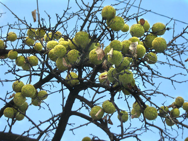 Изображение особи Maclura pomifera.