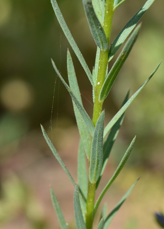 Изображение особи Linum strictum ssp. spicatum.