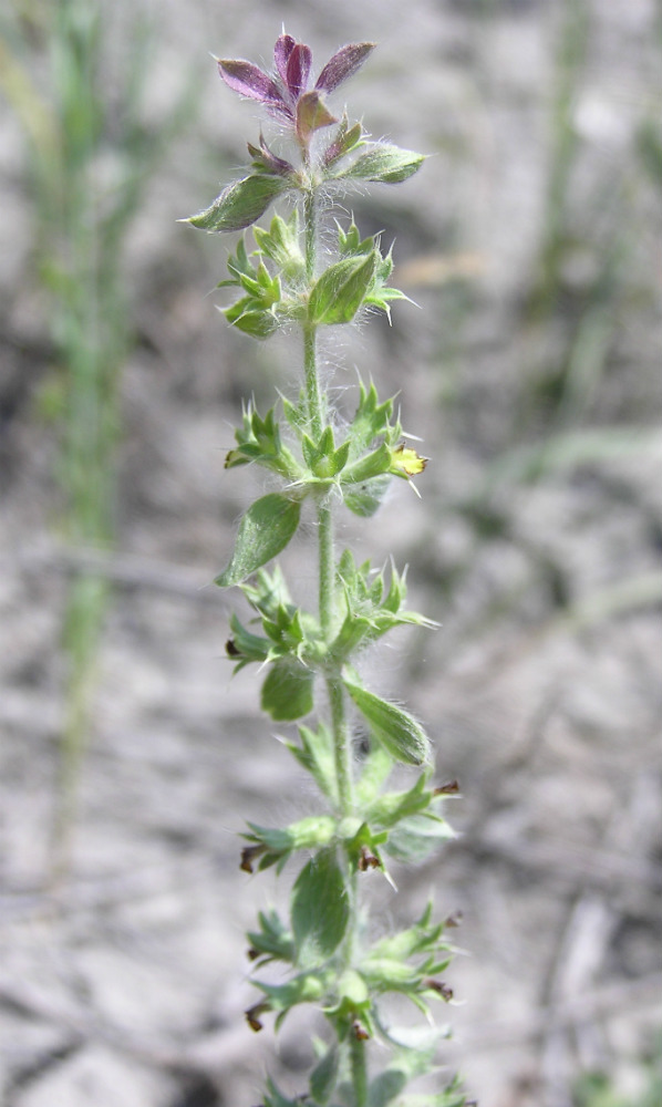 Image of Sideritis montana specimen.