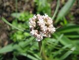 Valeriana tuberosa