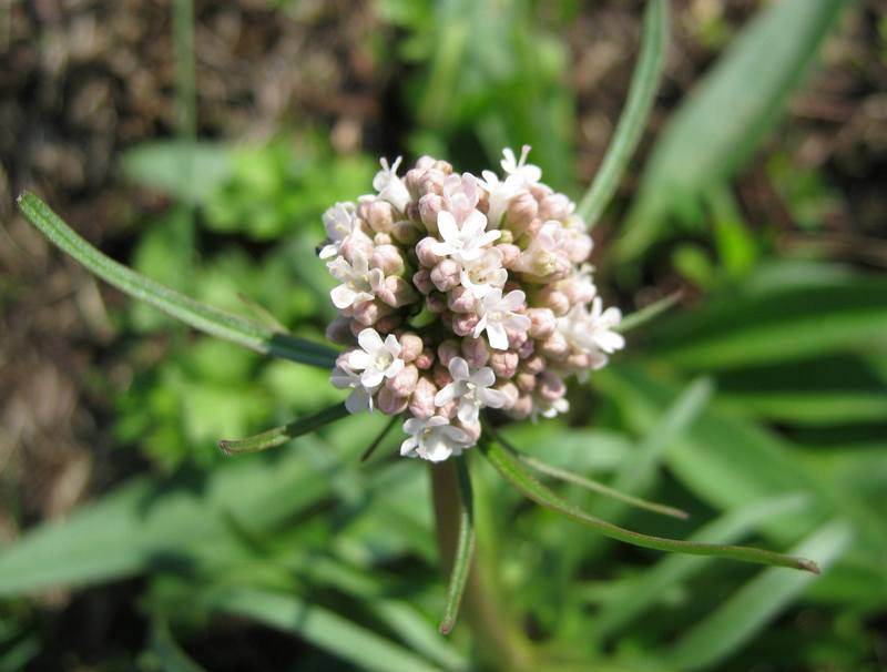 Image of Valeriana tuberosa specimen.