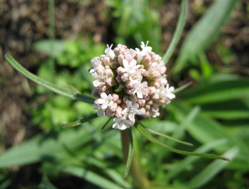 Изображение особи Valeriana tuberosa.