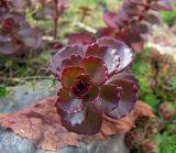 Sedum spurium. Верхушка побега (пурпурнолистный культивар). Московская обл., дачный участок. 24.09.2005.