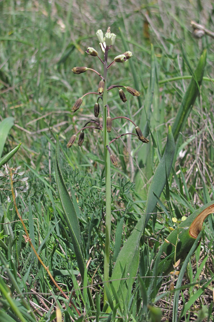 Image of Bellevalia sarmatica specimen.