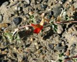 Chesneya mongolica. Побег с цветками. Монголия, Ховд аймак, Чандмань сомон. 21 июня 2004 г.