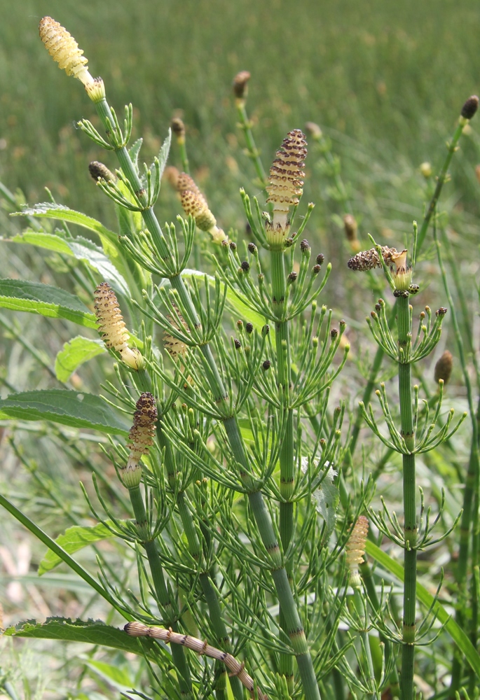 Image of Equisetum fluviatile specimen.
