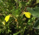 Ajuga chia. Соцветие. Украина, Донецкая обл., Артёмовский р-н, окр. с. Дроновка. 23.05.2012.