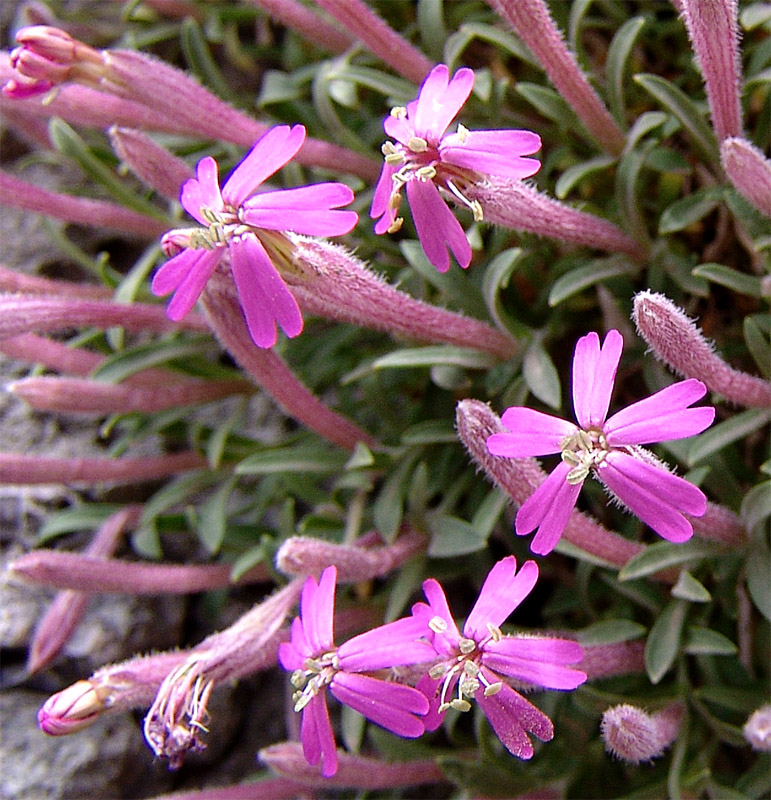 Изображение особи Silene meyeri.