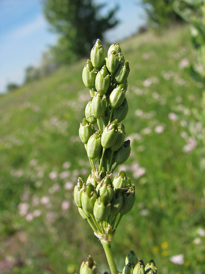 Image of Silene artemisetorum specimen.