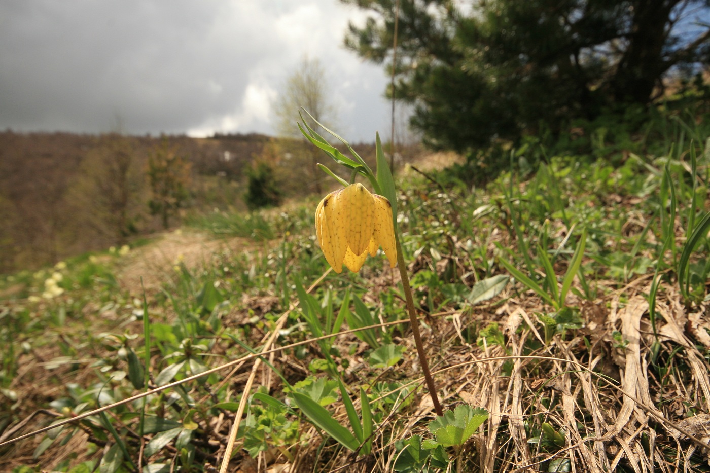 Image of Fritillaria ophioglossifolia specimen.