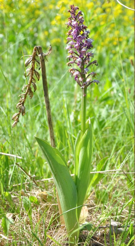 Изображение особи Orchis militaris.