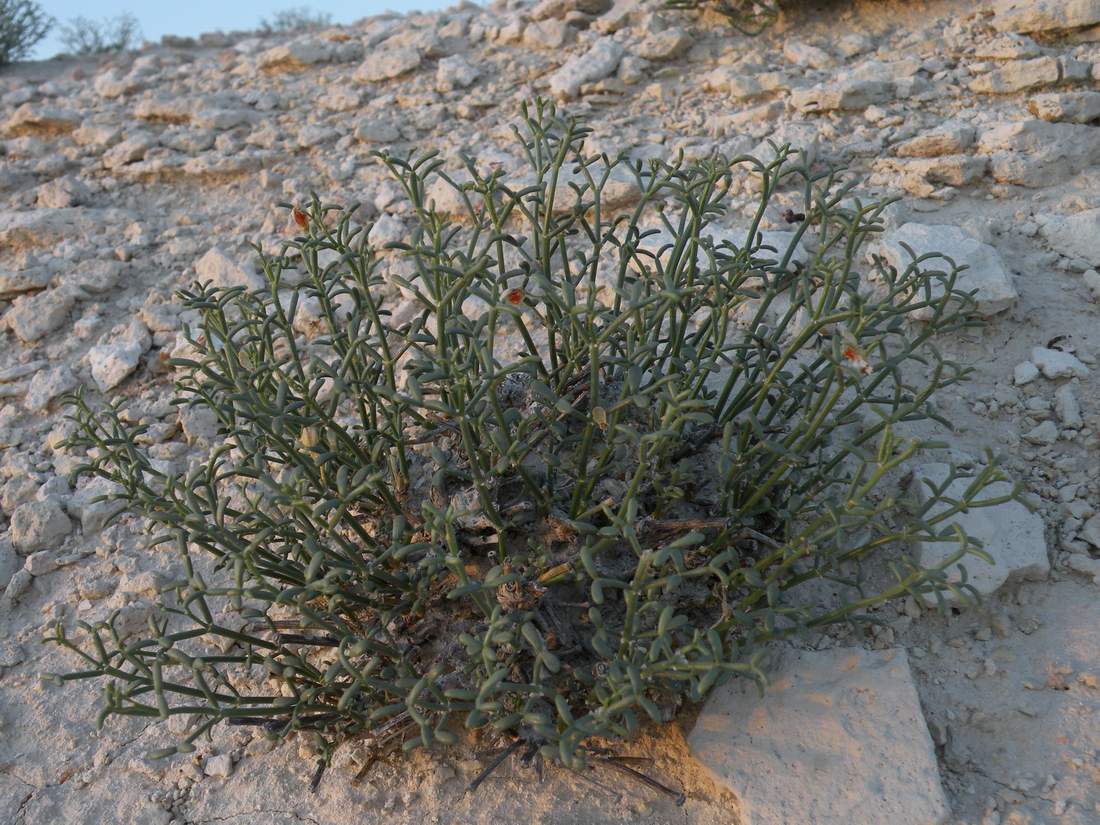 Image of Zygophyllum turcomanicum specimen.