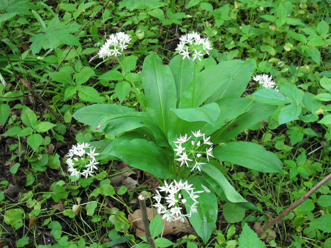 Изображение особи Allium ursinum.