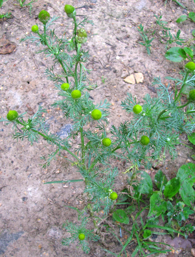 Image of Matricaria discoidea specimen.