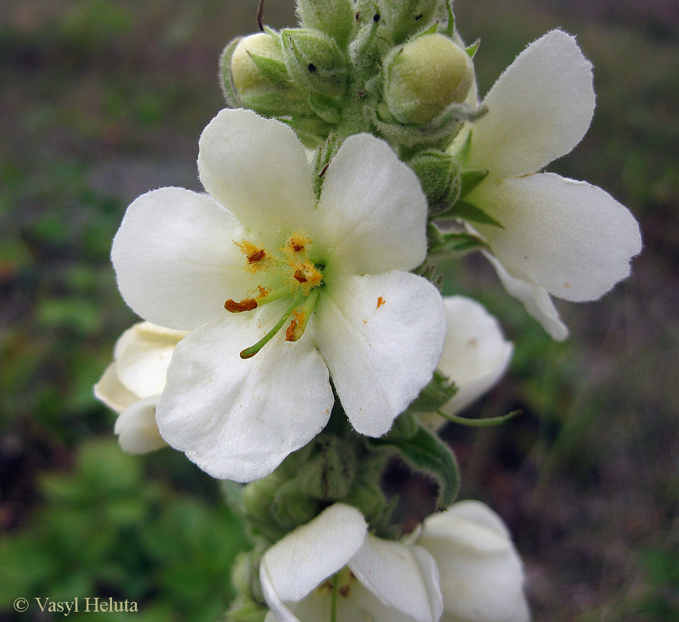 Изображение особи Verbascum densiflorum.