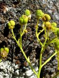 Haplophyllum acutifolium. Соплодие. Копетдаг, Чули. Июнь 2012 г.