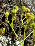 Haplophyllum acutifolium