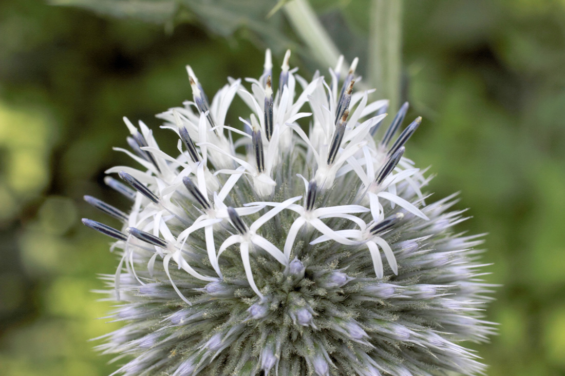 Изображение особи Echinops sphaerocephalus.