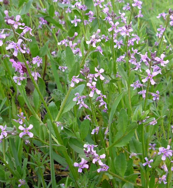 Изображение особи Chorispora tenella.