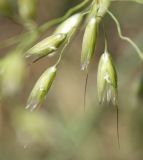 Arrhenatherum elatius. Цветущие колоски (на побеге, отросшем после скашивания). Белгородская обл., окр. пос. Борисовка, усадьба заповедника \"Белогорье\", нижний сад. 14.07.2012.