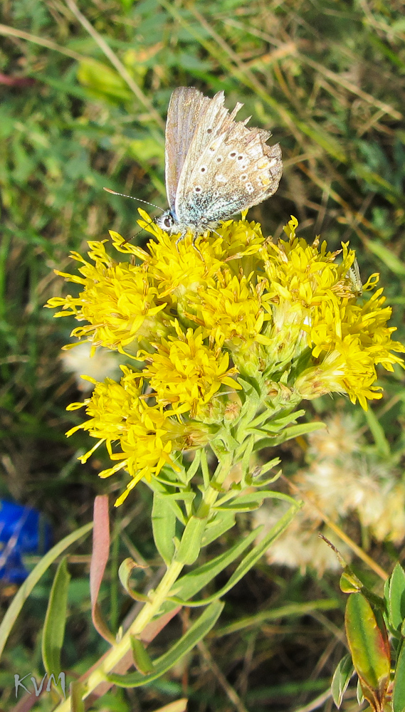 Image of Galatella biflora specimen.