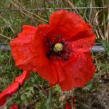 Papaver rhoeas. Цветок. Германия, земля Саксония-Анхальт, г. Кведлинбург. 06.07.2012.