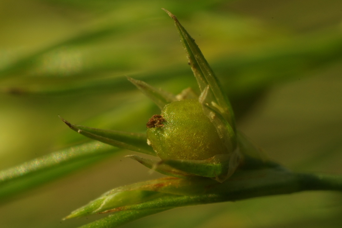 Image of Juncus sphaerocarpus specimen.