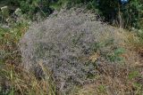 Limonium coriarium. Цветущее растение. Ростовская обл., Неклиновский р-н, Носовское с/п, Камышовая балка. 12.08.2012.