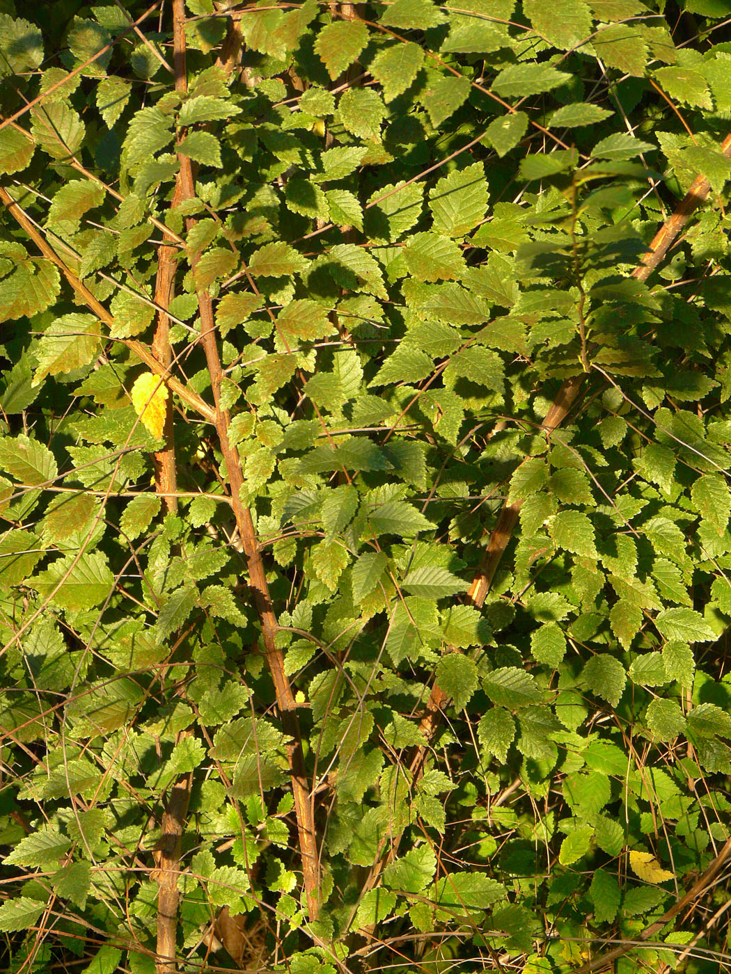 Image of Ulmus pumila specimen.