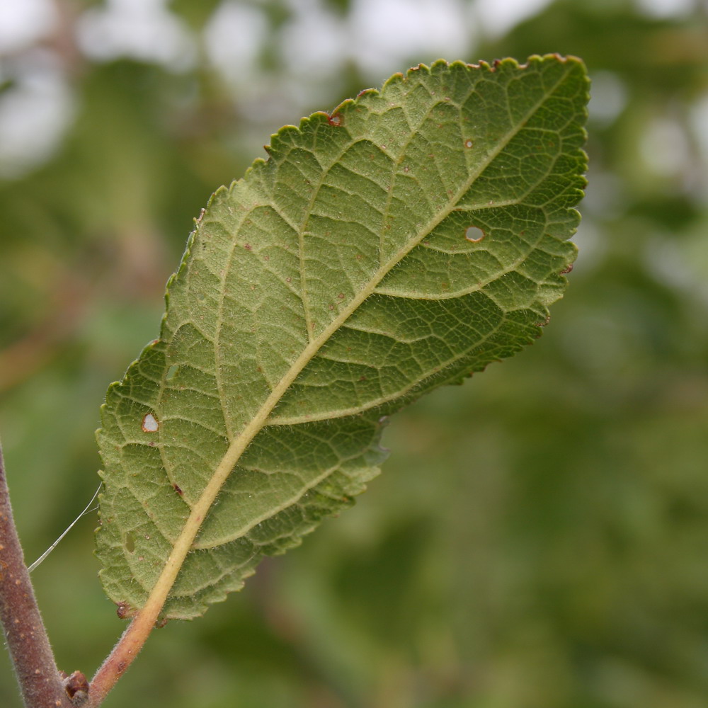 Изображение особи Prunus stepposa.