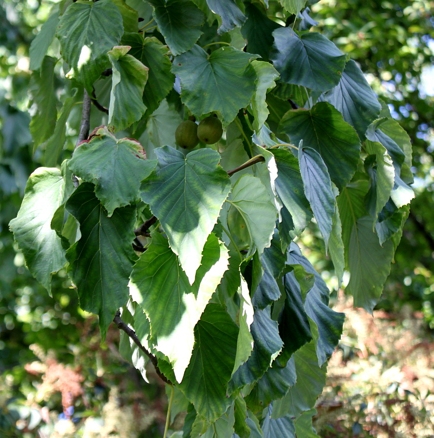 Изображение особи Davidia involucrata.