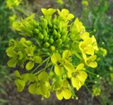 Sisymbrium loeselii. Соцветие. Иркутск, территория вокруг открытого стадиона. 04.07.2012.