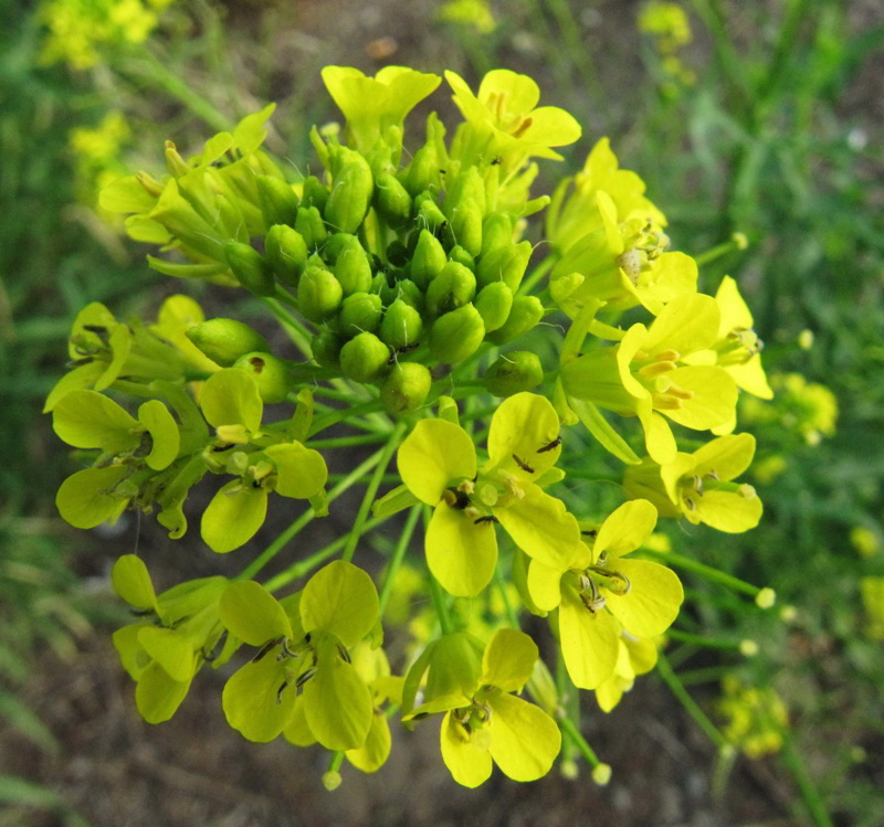 Изображение особи Sisymbrium loeselii.